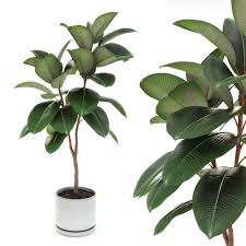 Potted ficus tree 3d model. Ficus Elastica Decora Medium 3d Cgtrader