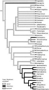 Image result for Polyceratocarpus