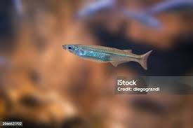Blue Headed Wrasse Ore Bluehead Wrasse Thalassoma Bifasciatum Stock Photo