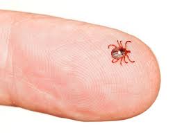 Alpha Gal Allergy What You Need To Know