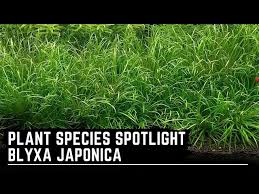 Image result for Blyxa