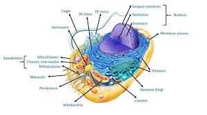 Maybe you would like to learn more about one of these? Sel Hewan Bagian Struktur Dan Fungsinya Gambar