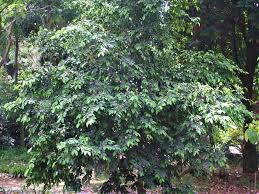 Image result for Malouetia mildbraedii