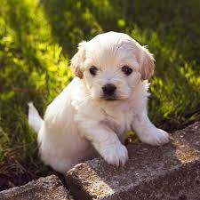 Puppies in the newborn puppy development stage are completely helpless, being born blind, deaf and neurologically underdeveloped. Puppy Growth And Development Explained Ruffhouse Pdx