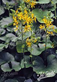 Image result for Ligularia sibirica