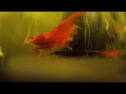 Red Cherry Shrimp Giving Birth Youtube Cherry Shrimp Red Cherry Shrimp Aquarium Fish