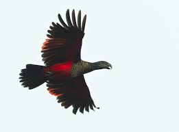 They have been kept as cage birds since ancient times, and they have always been popular because they are amusing. Pesquet S Parrot Ebird