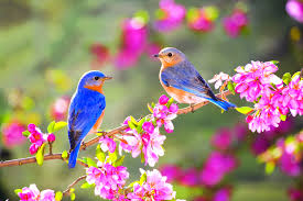 Beautiful Birds And Flowers Wallpaper Krayat I Nachaloto Diana Bg Spring Birds Beautiful Birds Spring Pictures