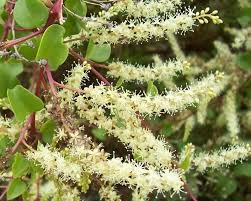 Image result for Basellaceae