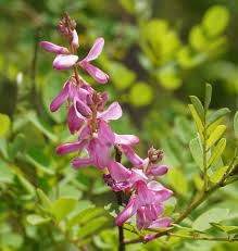 Image result for Indigofera dimidiata