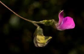 Image result for Dolichos sericeus