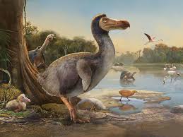It lived some fifteen million years ago in argentina and is the tallest terror bird known. The Dodo Gets A Makeover Bird Bird Illustration All Animals Pictures