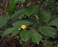 Image result for Glyphaea