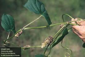 Image result for Dioscorea alata