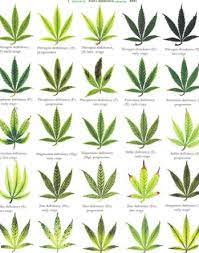 Identifying Cannabis Plants Problems Bonza Blog