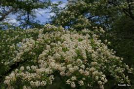 Image result for Terminalia randii