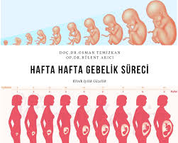 Bebeğinin tekme ve yumruklarını daha fazla hissetmeye başlayan anne adaylarının bu dönemde aldıkları kilolarda da artış görülür. Klinik Iyilik Guzellik Gebelik Sureci