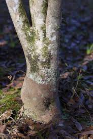 We did not find results for: Grafting Joins Strong Root Sweet Fruit A How To From Dan Gill Home Garden Nola Com