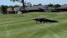 Watch: Alligator looks like a dinosaur as it crosses a golf course