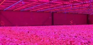 But it only uses 9 watts. How Pink Leds Grow Future Food With 90 Less Water Green Prophet