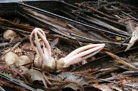 Image result for Pseudocolus schellenbergiae