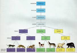 Taxonomy Animal Classification Biology Classroom Third