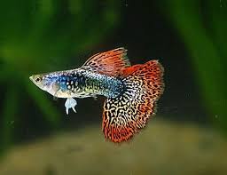 35 Different Types Of Guppies In The World With Beautiful Pictures Guppy Fish Guppy Aquarium Fish