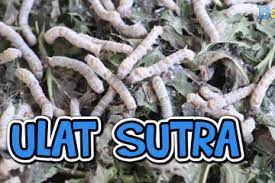 Serat sutra merupakan satu satunya serat alam yang berbentuk filamen. Bisa Menghasilkan Kain Lembut Inilah Fakta Fakta Unik Ulat Sutra Bobo