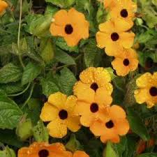 Image result for Thunbergia annua