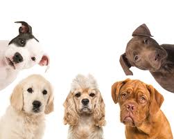 One of the most enjoyable tasks for new dog owners is to choose a name for their puppy. 150 Traditional Puppy Names Lovetoknow
