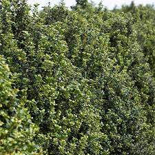 How To Plant, Grow, And Care For Blue Holly