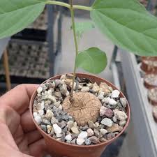 Image result for Ceropegia papillata