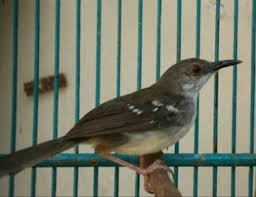 Harga burung ciblek cukup beragam, tetapi semuanya bisa dibilanging relatif murah, sangat cocok ciblek kristal merupakan salah satu jenis ciblek yang berkarakter dan diminati oleh sebagian besar. Harga Burung Ciblek Kristal Bahan Gambar Burung