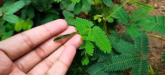 Image result for Mimosa pudica