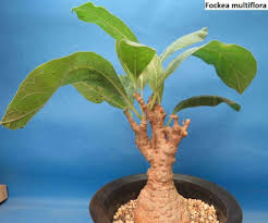 Image result for Fockea multiflora