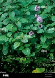 Image result for Mentha aquatica