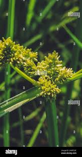 Image result for Cyperus difformis