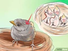 Nah, jenis burung hantu yang kami. 3 Cara Untuk Merawat Anak Burung Yang Ditinggalkan Induknya