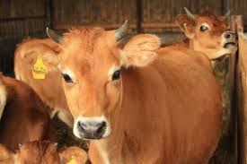 Check spelling or type a new query. Wieso Jerseykuhe Biohof Hagls Webseite
