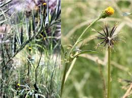 They flower abundantly from the summer into the fall and are a great colorful addition to any landscape design. Bidens Pilosa L Habit Left And Flowering Part Right Download Scientific Diagram