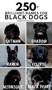 The name you decide on will be used day in and day out for the rest of your new companion's life. 250 Best Black Dog Names That Are Just Plain Brilliant Black Dog Names Cute Names For Dogs Female Dog Names