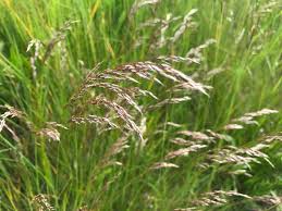 Image result for Avenella flexuosa