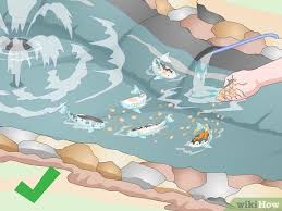 Especially the parameters of the water have to be covering the pond can be another option to protect koi from low temperatures. How To Build A Koi Fish Pond With Pictures Wikihow