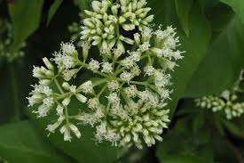 Image result for Mikania cordata
