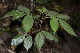 Image result for Allophylus abyssinicus