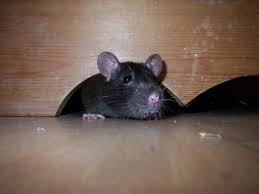 How to use rat traps and poisons. 8 Best Rat Poisons In 2021 Detailed Reviews
