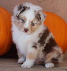 What Cute Animal Cute Animals Cute Dogs Aussie Puppies