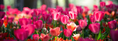 Mildred Elaine Milliken