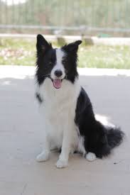 The Lighter Side Of Border Collies Homesteading And Livestock Mother Earth News Border Collie Border Collie Pictures Dogs