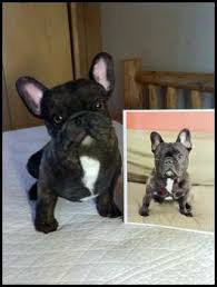 Popular stuffed french bulldog buy cheap stuffed french bulldog. Stuffed Animal Pet Replicas Prototypes Plush Toy Design Pet Replica Brindle French Bulldog One Eyed Cat